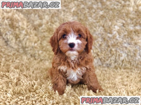 Zdravá štěňata Cavapoo. – fotografie 2