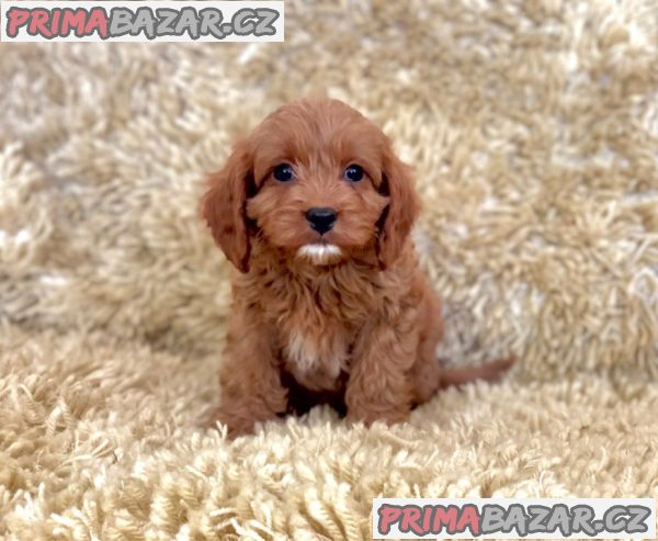 Zdravá štěňata Cavapoo. – fotografie 3