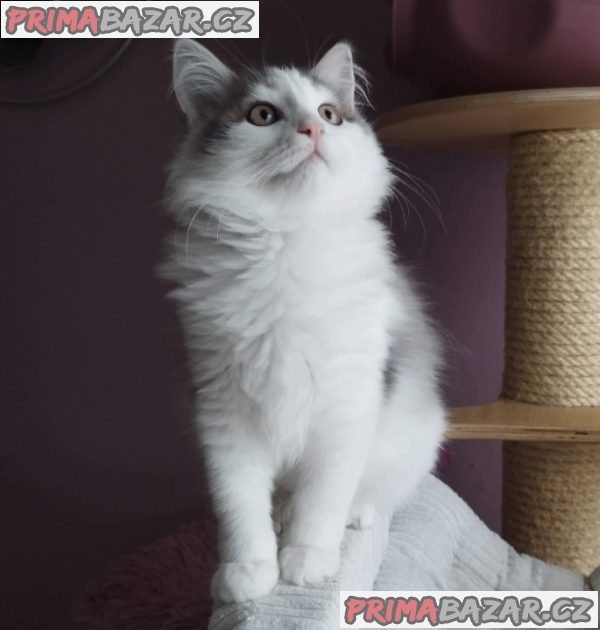 Sibiřský kocourek – fotografie 3