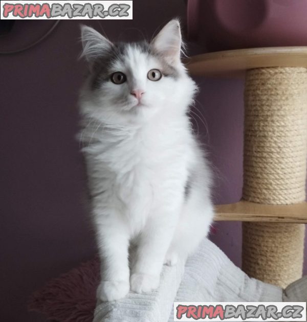 Sibiřský kocourek – fotografie 7