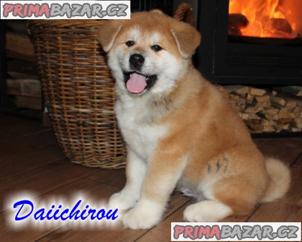 Poslední volné štěně, pejsek Akita Inu s PP – fotografie 1