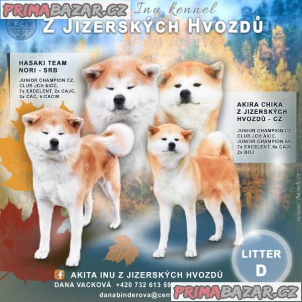 Poslední volné štěně, pejsek Akita Inu s PP – fotografie 7