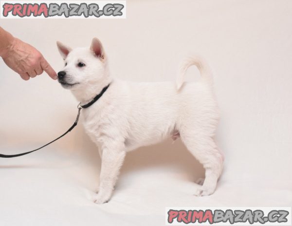 Prodám štěňata Kishu – fotografie 5