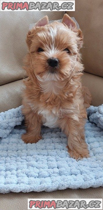 Biewer – fotografie 3