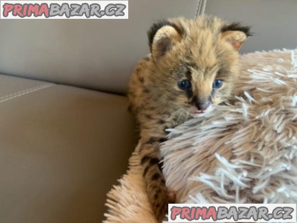 Koťata savannah a karakal – fotografie 1