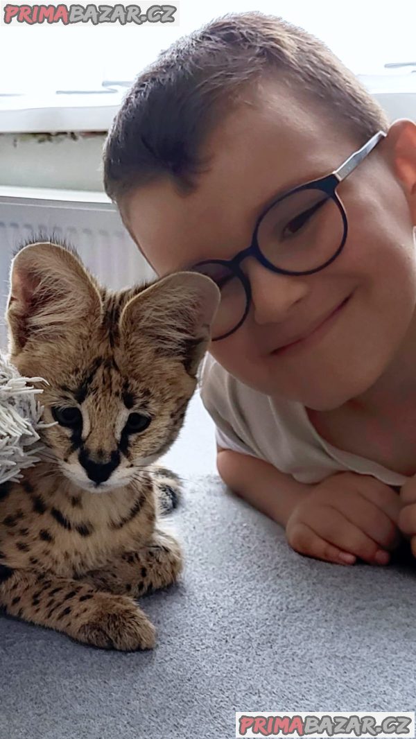 Koťata savannah a karakal – fotografie 4