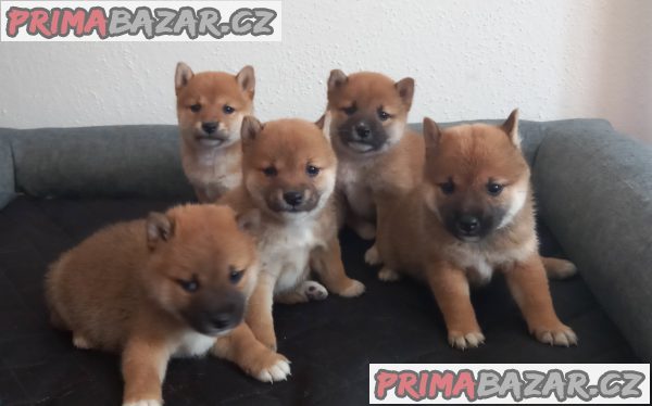 Shiba inu – fotografie 1