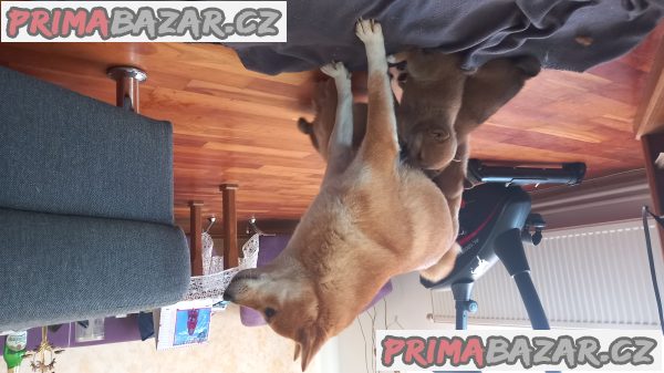 Shiba inu – fotografie 3
