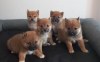 Shiba inu