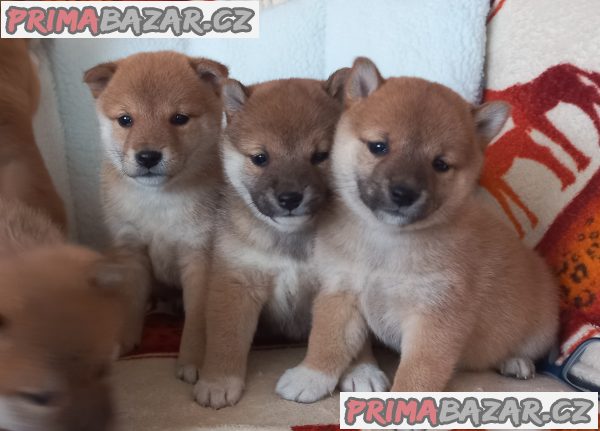 Shiba inu – fotografie 2