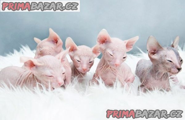 Odvážná a vrásčitá koťata Sphynx – fotografie 2