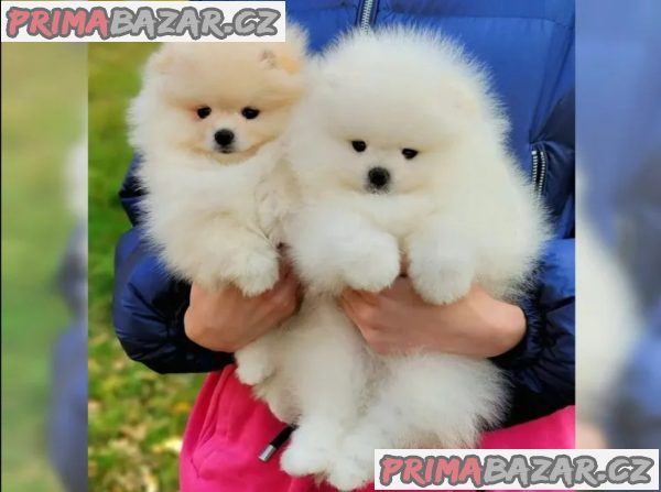 Německý špic trpasličí (Pomeranian) – fotografie 2