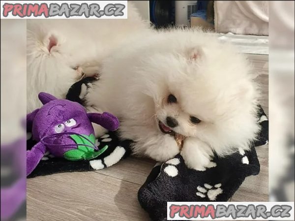 Německý špic trpasličí (Pomeranian) – fotografie 4