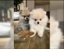 Německý špic trpasličí (Pomeranian)