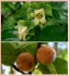 Diospyros Lotus  - semena