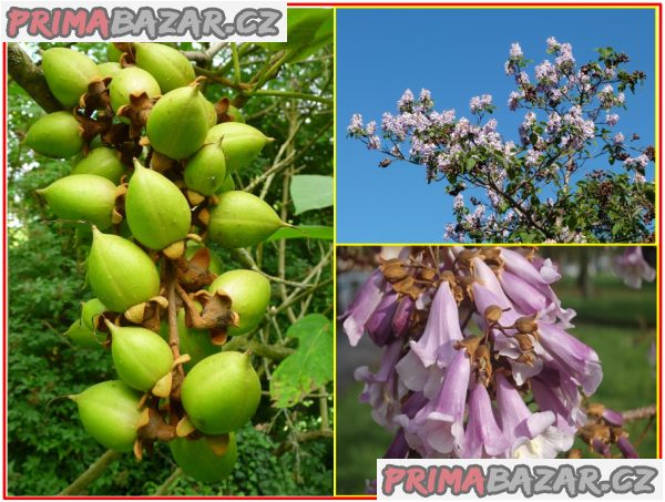 Paulownia Tomentosa - semena – fotografie 1