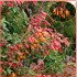 Eccremocarpus Scaber Mix barev - semena