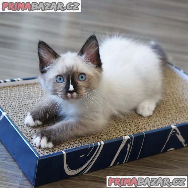 Kocourek Ragdoll potřebuje nový domov – fotografie 1