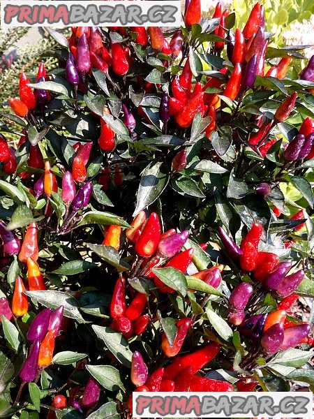 sazenice CHILLI – fotografie 1
