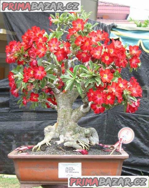 sazenice Adenium Obesum vel. 3-5 cm – fotografie 1