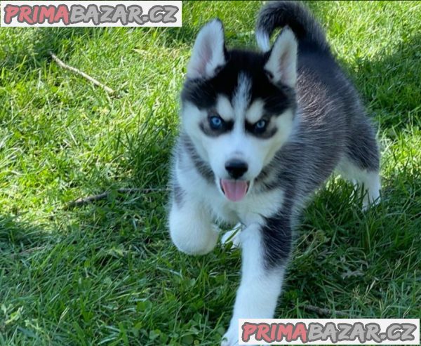 Sibiřský husky štěňata na prodej – fotografie 2