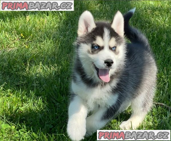 Sibiřský husky štěňata na prodej – fotografie 3