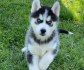 Sibiřský husky štěňata na prodej