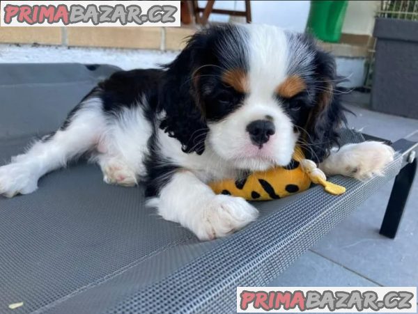 Cavalier King Charles Spaniel - fenka ( stene ) s PP – fotografie 1