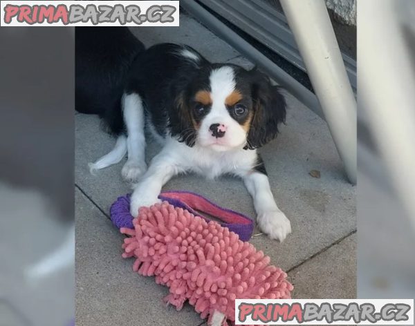 Cavalier King Charles Spaniel - fenka ( stene ) s PP – fotografie 2