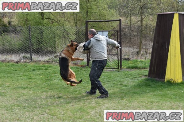 Německý ovčák štěňata - Rokycany – fotografie 4