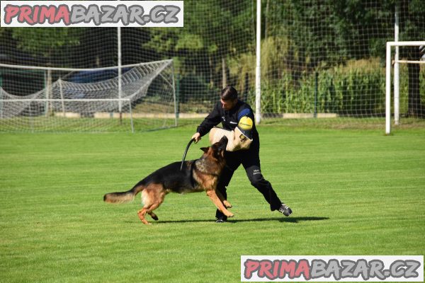Německý ovčák štěňata - Rokycany – fotografie 7