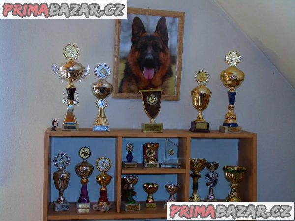 Německý ovčák štěňata - Rokycany – fotografie 8