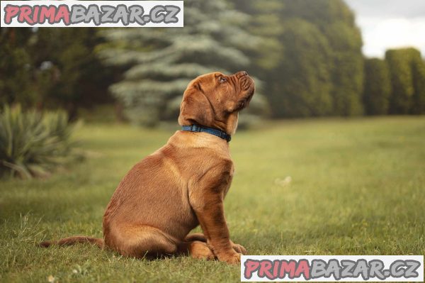 Bordeauxska doga štěňátka – fotografie 1