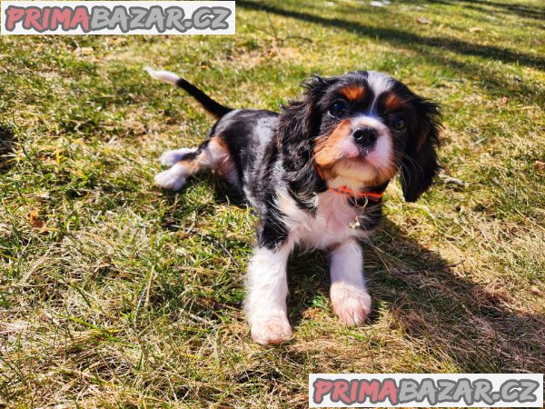 Kavalír king charles španěl – fotografie 1
