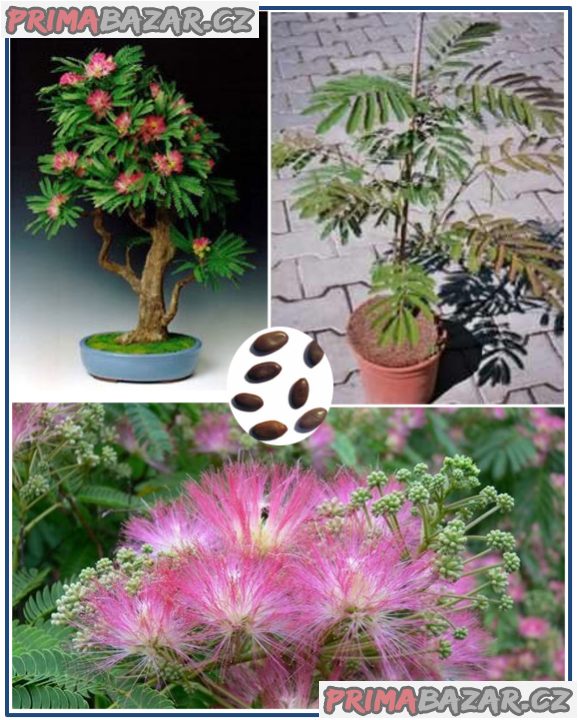 Albizia Julibrisin Mrazuvzdorná Mimóza - semena – fotografie 1