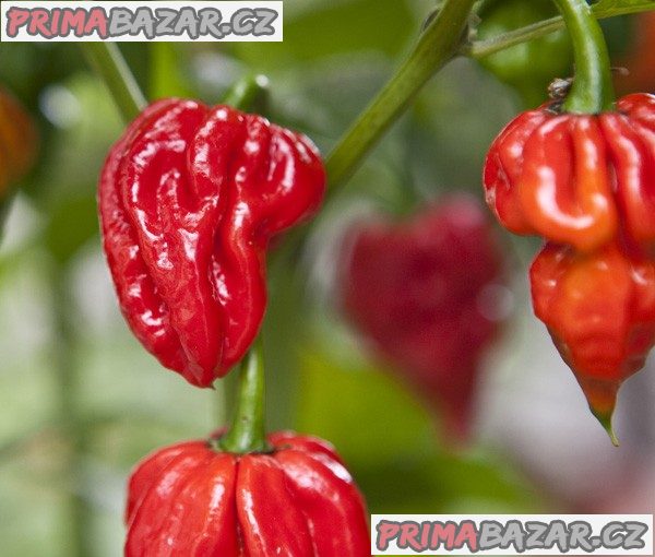 sazenice Chilli Naga Viper – fotografie 1
