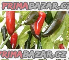 sazenice Chilli Jalapeňo Tam Vera Cruz – fotografie 1