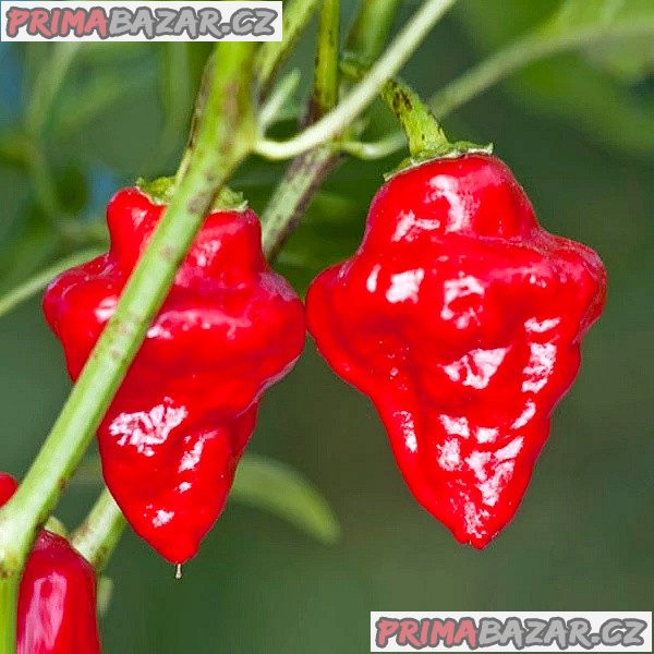sazenice Chilli Habanero Tasmanian red – fotografie 1
