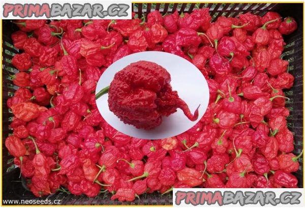sazenice chilli Carolina reaper – fotografie 1
