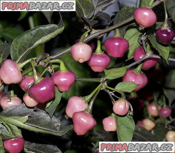 Sazenice chilli Cheiro Roxa – fotografie 1