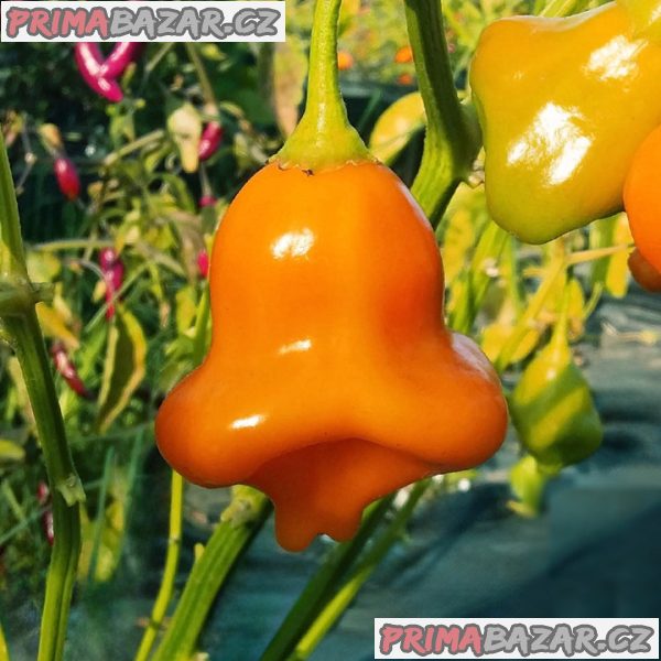 Sazenice chilli Aji Fantasy Orange – fotografie 1