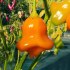 Sazenice chilli Aji Fantasy Orange