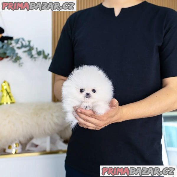 Prodám štěňata čistokrevného šálku pomeranian – fotografie 1