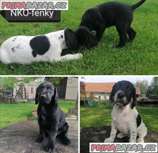Německý ohař krátkosrstý- štěňata – fotografie 1