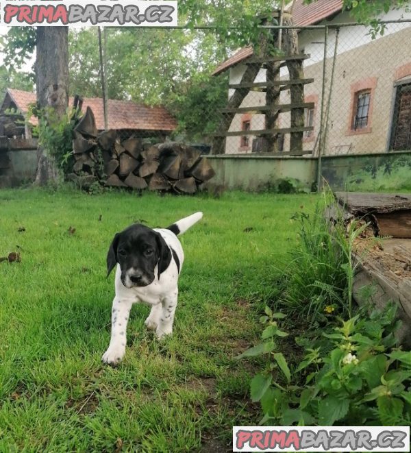 Německý ohař krátkosrstý- štěňata – fotografie 6