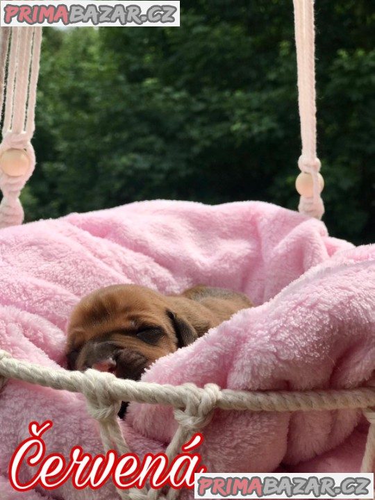 Rhodéský ridgeback s PP – fotografie 3