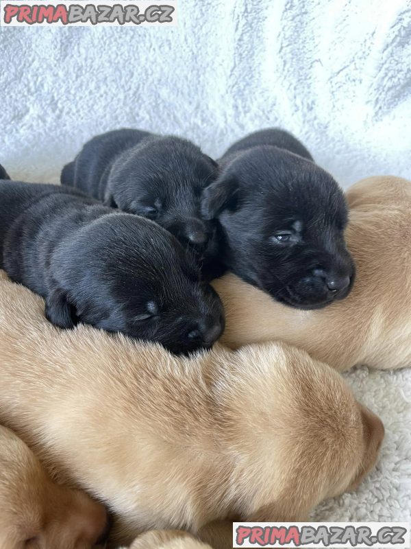 Labrador, Labradorský retrívr - štěňata – fotografie 1