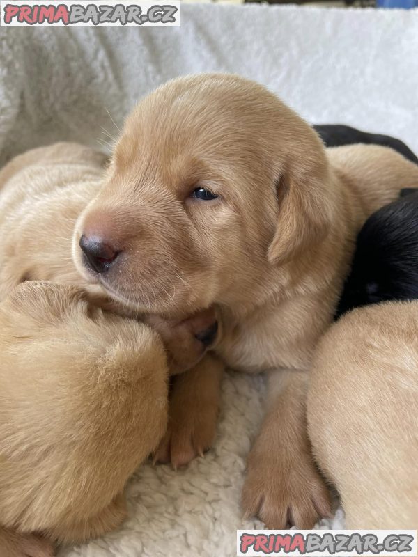 Labrador, Labradorský retrívr - štěňata – fotografie 3