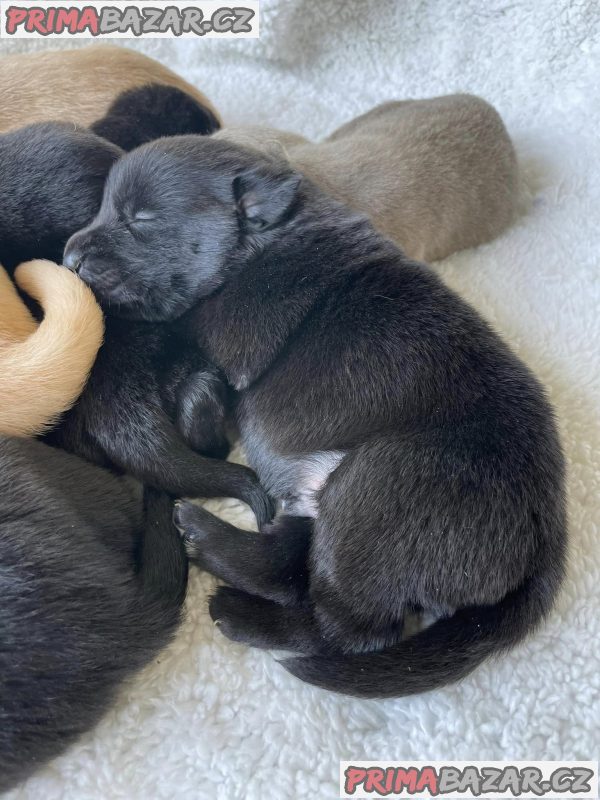 Labrador, Labradorský retrívr - štěňata – fotografie 4