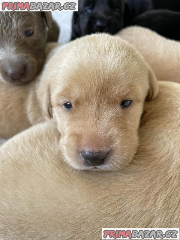Labrador, Labradorský retrívr - štěňata – fotografie 5